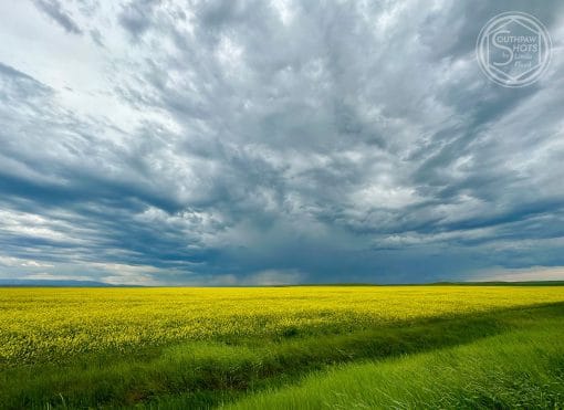 a field of yellow flowers under a cloudy sky
