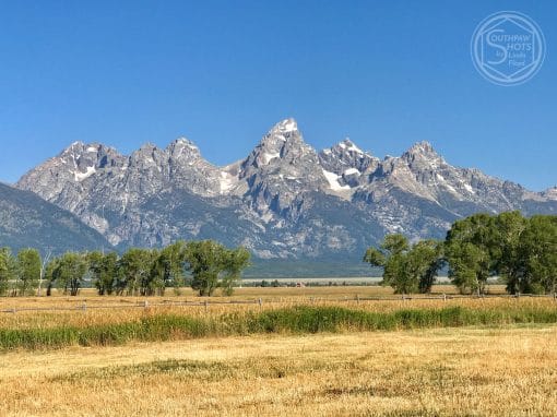 a field of grass with trees and mountains in the background