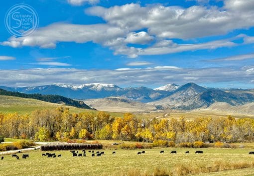 a herd of cows in a field with mountains in the background