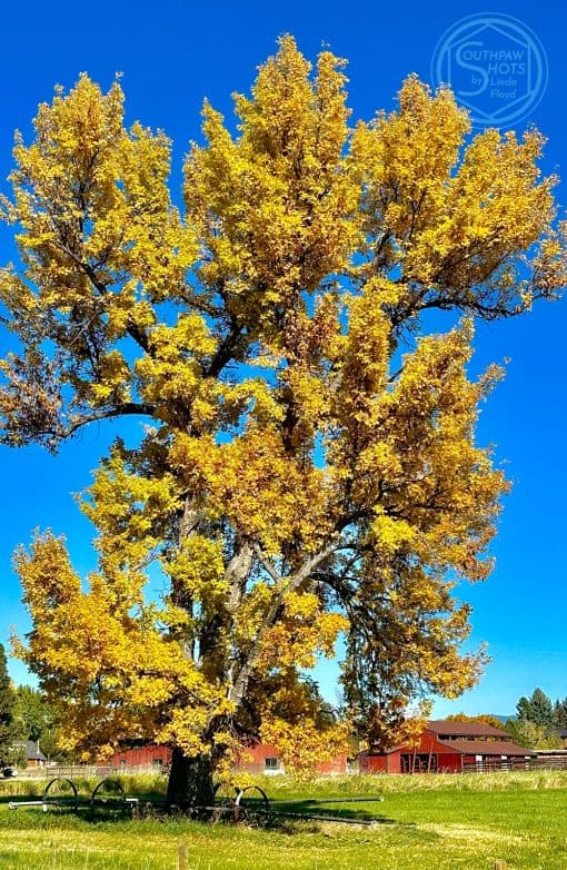 a tree with yellow leaves