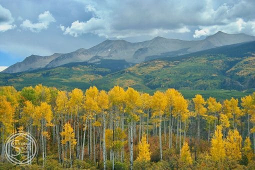 a forest of trees with yellow leaves