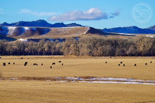 a large field with cows in it