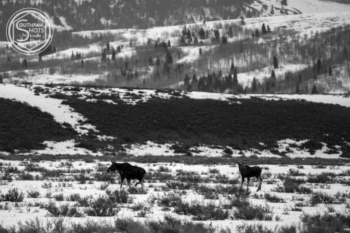 Teton Moose